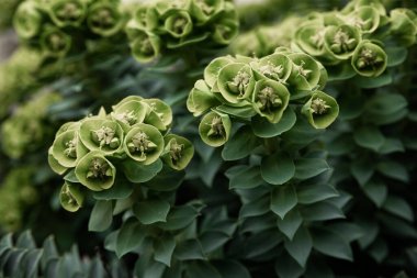 Rosetta Stonecrop ya da Sedum Rosetta. Küçük yeşil yapraklarının yakın plan fotoğrafı. Botanik bahçesindeki sulu bitki, doğal arka plan..