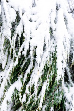 Kışın kozalaklı bitki, karla kaplı, kardaki yeşil dallar..