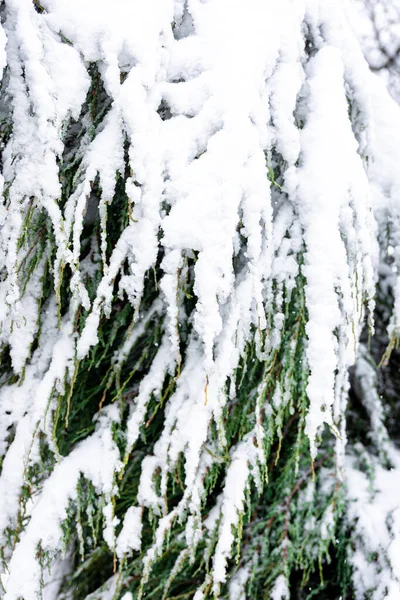 stock image Coniferous plant in winter, covered with snow, green branches in the snow.