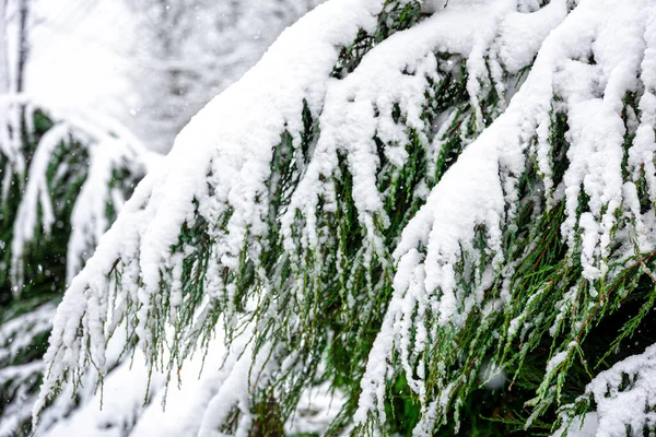 Roślina Iglasta Zimą Pokryta Śniegiem Zielone Gałęzie Śniegu — Zdjęcie stockowe