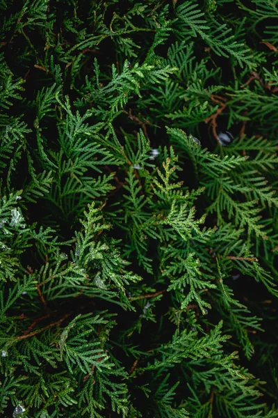 Grön Barrbuske Thuja Hedge Textur Nära Håll Naturlig Bakgrund — Stockfoto