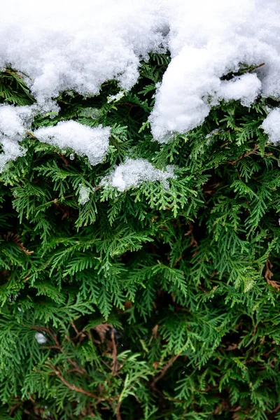 雪の中で緑の針葉樹の茂み 冬のThujaのヘッジテクスチャ 自然な背景 — ストック写真