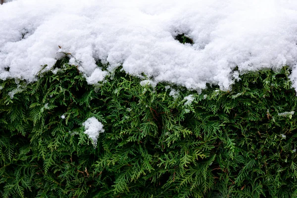 Zielony Krzew Iglasty Śniegu Tuja Żywopłotu Tekstury Zimie Naturalne Tło — Zdjęcie stockowe