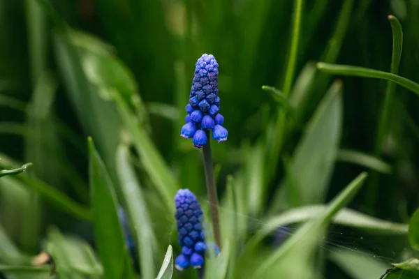 Szőlő Jácint Vagy Kék Muszkari Tavaszi Kertben Tavaszi Háttér — Stock Fotó