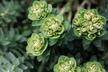 Rosetta Stonecrop ya da Sedum Rosetta. Küçük yeşil yapraklarının yakın plan fotoğrafı. Botanik bahçesindeki sulu bitki, doğal arka plan..