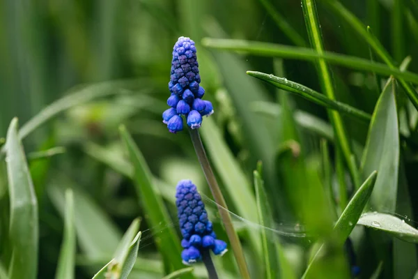 Grape Hyacinths Blue Muscari Spring Garden Spring Background — Stock Photo, Image