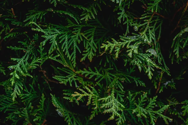 緑の針葉樹の茂み Thujaのヘッジテクスチャが閉じられ 自然な背景 — ストック写真