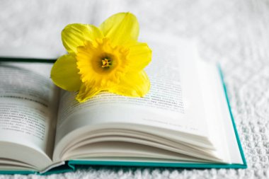 Sarı narsisli çiçek ve açık yeşil kitap Beyaz bir yatakta, yakın plan.