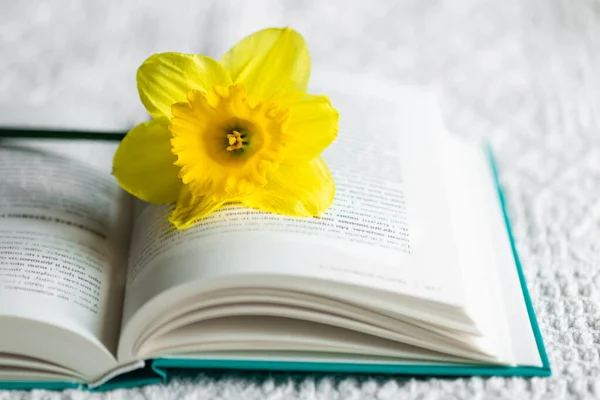 Żółty Kwiat Narcyza Otwarta Zielona Księga Białym Łóżku Zbliżenie — Zdjęcie stockowe