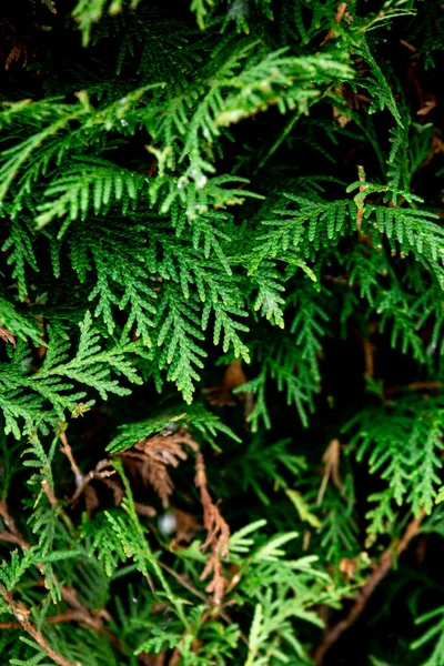 Πράσινο Κωνοφόρα Θάμνος Thuja Hedge Υφή Close Φυσικό Υπόβαθρο — Φωτογραφία Αρχείου