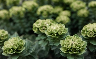 Rosetta Stonecrop ya da Sedum Rosetta. Küçük yeşil yapraklarının yakın plan fotoğrafı. Botanik bahçesindeki sulu bitki, doğal arka plan..