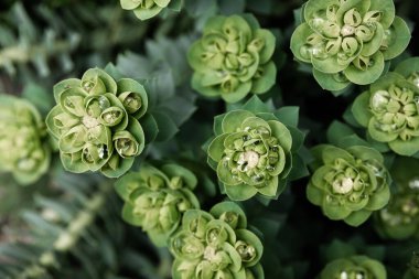 Rosetta Stonecrop ya da Sedum Rosetta. Küçük yeşil yapraklarının yakın plan fotoğrafı. Botanik bahçesindeki sulu bitki, doğal arka plan..