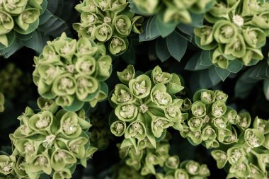 Rosetta Stonecrop ya da Sedum Rosetta. Küçük yeşil yapraklarının yakın plan fotoğrafı. Botanik bahçesindeki sulu bitki, doğal arka plan..