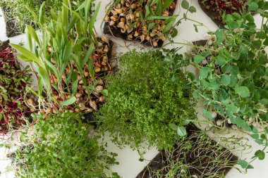Beyaz arka planda mikro yeşil filizler. Avitaminoz. Bezelye filizleri, sebze filizleri. Evde tohum yetiştirme. Vegan ve sağlıklı beslenme konsepti.