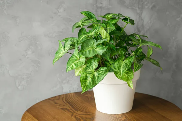 Pot Blanc Avec Une Plante Verte Sur Une Table Bois — Photo