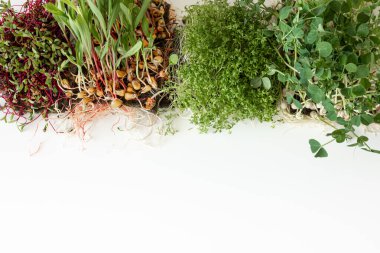 Mikroçimler filizleniyor. Evde tohum yetiştirme. Vejetaryen ve sağlıklı beslenme konsepti. Filizlenmiş turp tohumları, mikro yeşiller. Yeşilleniyorlar. Yeşil yaşam konsepti. Organik yiyecekler.