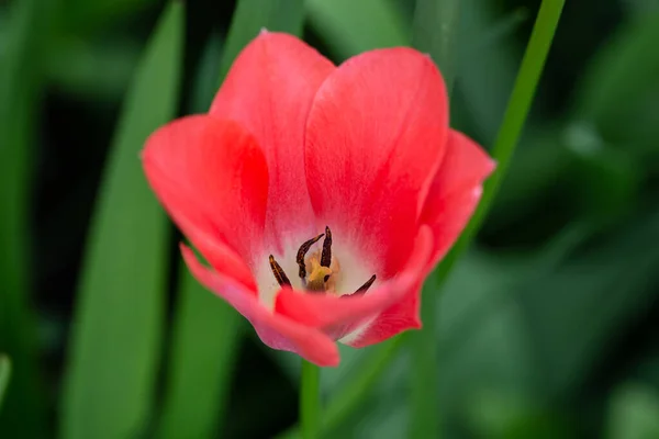 Close Spring Blooming Pink Tulip Flower Garden Macro Photography Nature — Stock Photo, Image