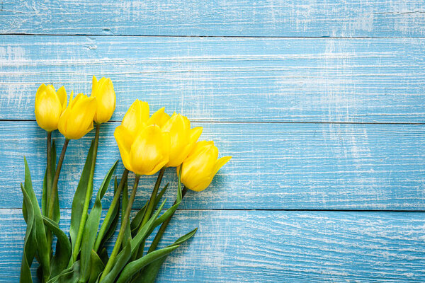 Spring background with yellow tulips on a blue wooden background, top view, copy space.
