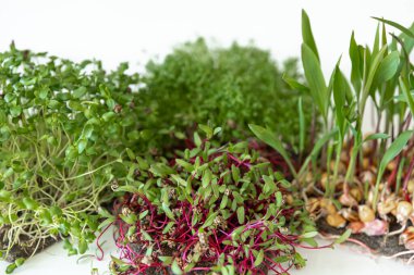 Beyaz arka planda mikro yeşil filizler. Avitaminoz. Bezelye filizleri, sebze filizleri. Evde tohum yetiştirme. Vegan ve sağlıklı beslenme konsepti.