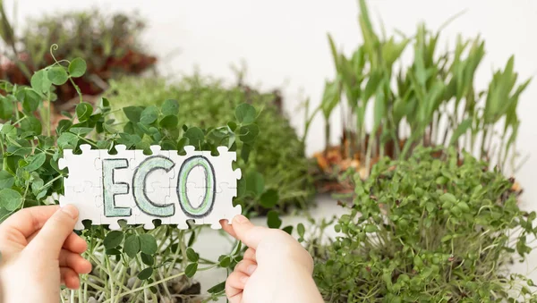 Puzzle Nápisem Eco Rukou Pozadí Mikrozeleně Vegan Zdravé Stravování Koncept — Stock fotografie