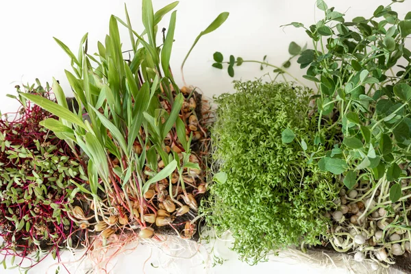 Sprießendes Grünzeug Saatgutkeimung Hause Vegane Und Gesunde Ernährung Rettichkeime Mikrogemüse — Stockfoto