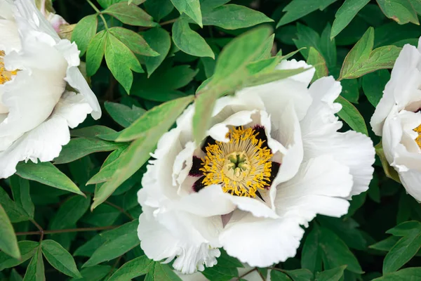 Blooming white tree peony in a botanical garden, blooming tree peony, close-up, floral natural background.