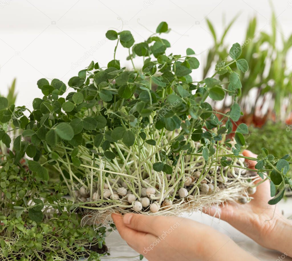 Brotando Microgreens Germinación De Semillas En Casa Alimentación