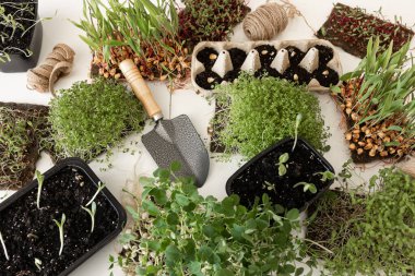 Tohumları ve kökleri olan mikroçimler. Mikro yeşillik filizlenmesi. Evde tohum filizlenmesi. Vegan ve sağlıklı gıda konsepti.