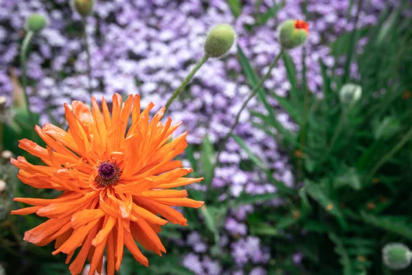 Kwiatowe Tło Pomarańczowym Kwiatem Rozmytym Tle Ogrodzie Przestrzeń Kopiowania — Zdjęcie stockowe