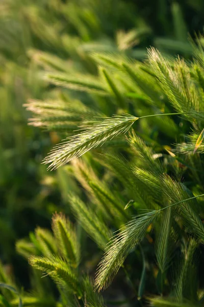 Zelené Hroty Pšenice Rozptýlené Rozmazaným Pozadím Zblízka — Stock fotografie