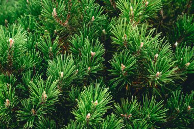 Çam ağacının yeşil dalları, kozalaklı ağacın kısa iğneleri, Noel ağacının iğne deseni..