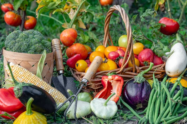 Zusammensetzung Von Frischem Gemüse Körben Auf Verschwommenem Gemüsegarten Hintergrund Erntekonzept — Stockfoto