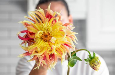 Bir kadın, mutfağın iç kısmının bulanık arka planında büyük parlak bir geogren çiçeği tutar..