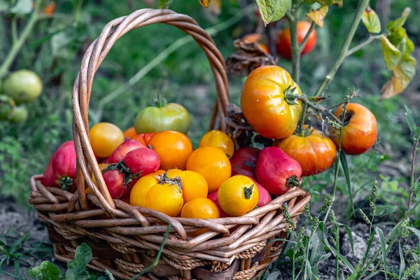 토마토 토마토 차있는 바구니 신선하게 선택된 토마토 소박한 스타일 — 스톡 사진
