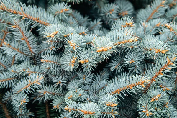 Selectieve Aandacht Van White Pine Takken Met Naalden Onscherpe Achtergrond — Stockfoto