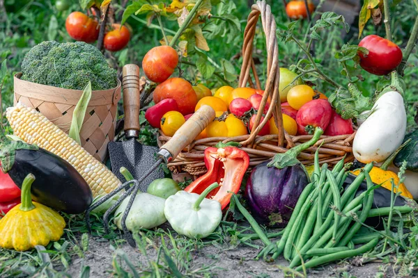 Composition Fresh Vegetables Baskets Blurred Vegetable Garden Background Harvest Concept — Stock Photo, Image