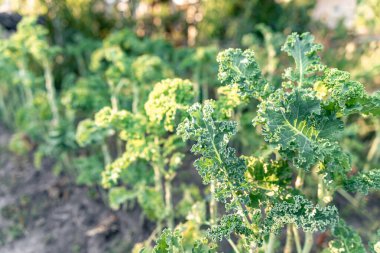 Bulanık bir arka planda sebze bahçesindeki yeşil kıvırcık lahana bitkisine yakın dur..