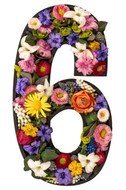 Gerçek doğal çiçeklerden ve beyaz arka plandaki yapraklardan oluşan 6 numara izole edilmiş. Flower font konsepti. Eşsiz harf ve sayı koleksiyonu. Bahar ve yaz yaratıcı fikir.
