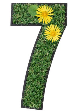 Çiçeklerden ve beyazın üzerinde izole edilmiş çimlerden oluşan 7 numara. Çiçekli taze ot sayısı. Eko kavramı.