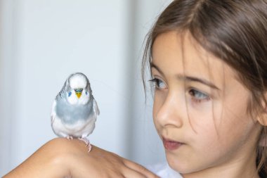 Güzel küçük bir kız beyaz ve mavi bir muhabbet kuşuyla oynuyor. Evcil hayvan konsepti. Yüksek kalite fotoğraf