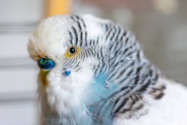 Mavi ve beyaz muhabbet kuşu. Evcil hayvanlar ve evcil kuşlar. Yüksek kalite fotoğraf