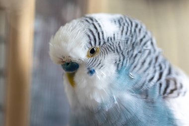 Mavi ve beyaz muhabbet kuşu. Evcil hayvanlar ve evcil kuşlar. Yüksek kalite fotoğraf