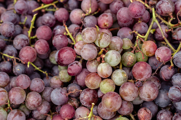 Grapes close-up. The harvest of grapes. High quality photo. One of the processes of creating wine.
