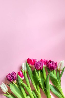 Bahar arka planı. Kadınlar Günü 'nde. Anneler Günü. Lalelerin üst görüntüsü. Yüksek kalite fotoğraf. Uluslararası Kadınlar Günü. Kopyalama alanı ile bahar arkaplanı.