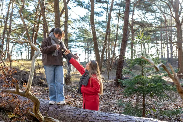 Ormanda yürüyen iki kadın. Orman. Doğa. Açık hava eğlencesi. Yüksek kalite fotoğraf. Soğuk hava. Doğa gezisi. Düşen ağaç gövdesinden geçen bir kadın..