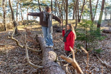 Ormanda yürüyen iki kadın. Orman. Doğa. Açık hava eğlencesi. Yüksek kalite fotoğraf. Soğuk hava. Doğa gezisi. Düşen ağaç gövdesinden geçen bir kadın..