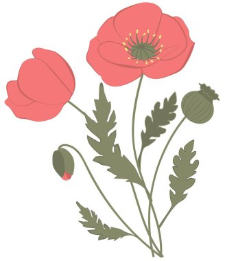 Yeşil yapraklı ve tomurcuklu kırmızı gelincik çiçeklerinin vektör çizimi. Düz, minimalist bir tarzda yaratılmış. Paketleme, tekstil tasarımı, davetiyeler, tebrik kartları ve web projelerinde kullanım için idealdir. Kalite kaybı olmadan tamamen düzenlenebilir ve ölçeklenebilir.. 