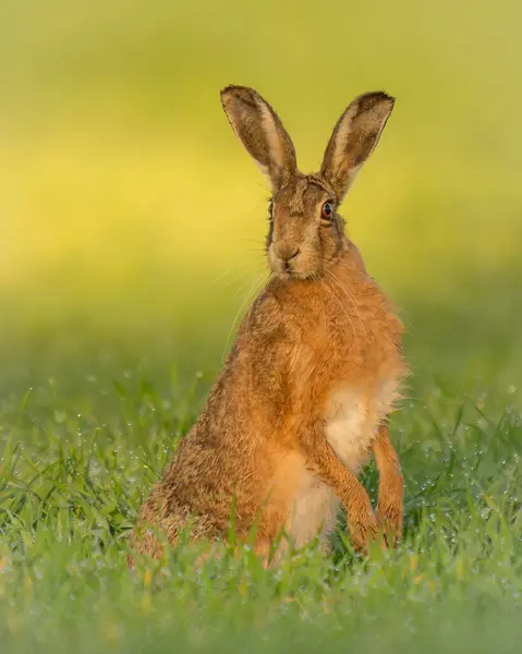 stock image The Scrub Hare is one of two species of hares found in southern Namibia, Mozambique, South Africa, Eswatini and Lesotho.