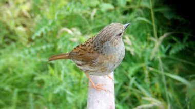 Dunnock (Prunella modularis), Orta Avrupa 'da ve Asya Rusya' da bulunan küçük bir kuş türü..