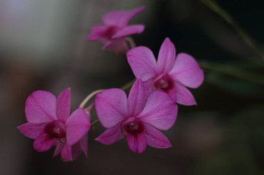 Güzel dendrobium orkide çiçeği